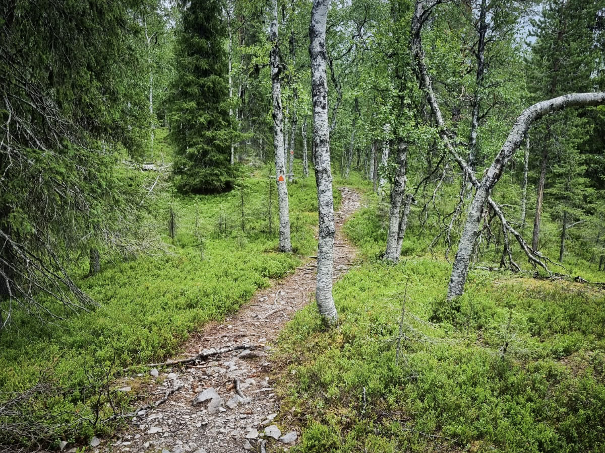 Kehity näillä vinkeillä – maastopyöräilyn tekniikkaharjoituksia noviiseista kokeneille